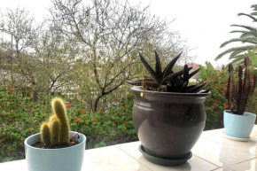 The cactus house